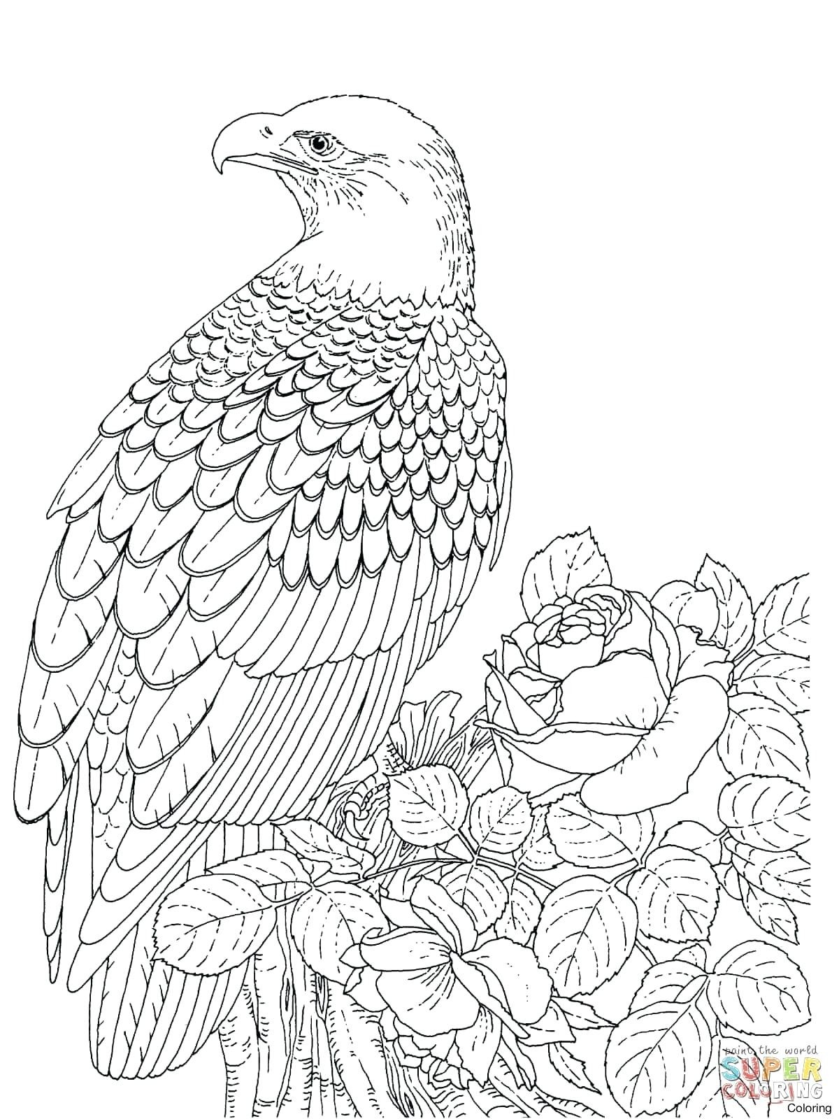 Bald Eagle Coloring Page Attacking Bald Eagle Coloring Page