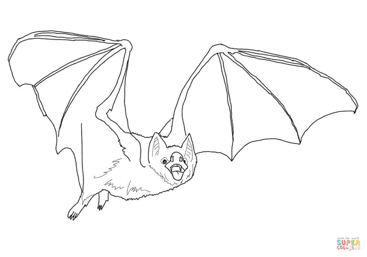 21+ Inspiration Photo of Bat Coloring Pages - birijus.com