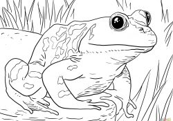 Frog Coloring Page Frogs Coloring Pages Free Coloring Pages