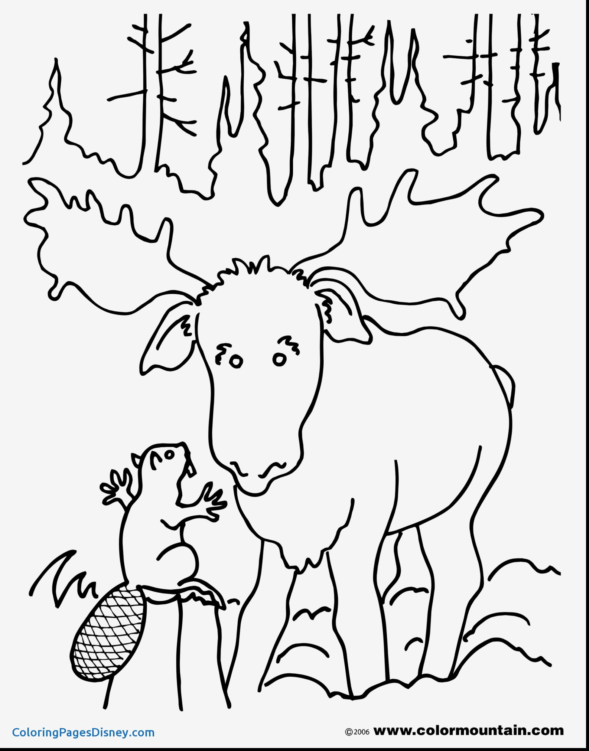 Moose Coloring Pages Moose Coloring Pages Printable Coloring Page For 