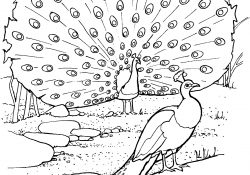 Peacock Coloring Pages Peacocks Coloring Pages Free Coloring Pages