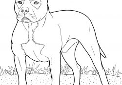 Pitbull Coloring Pages Pitbull Coloring Page Free Printable Coloring Pages