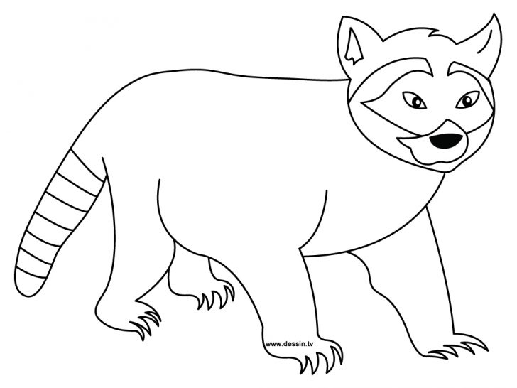 Raccoon Coloring Page Free Raccoon Pictures For Kids Download Free Clip ...