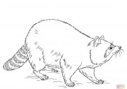 Raccoon Coloring Page Raccoons Coloring Pages Free Coloring Pages