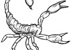 Scorpion Coloring Pages Free Printable Scorpion Coloring Pages For Kids