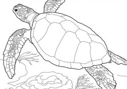Sea Turtle Coloring Page Coloring Page Coloring Page Turtles Pages Free Incredible Turtle