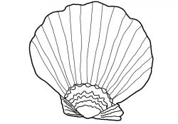 Seashell Coloring Pages Free Printable Seashell Coloring Pages For Kids