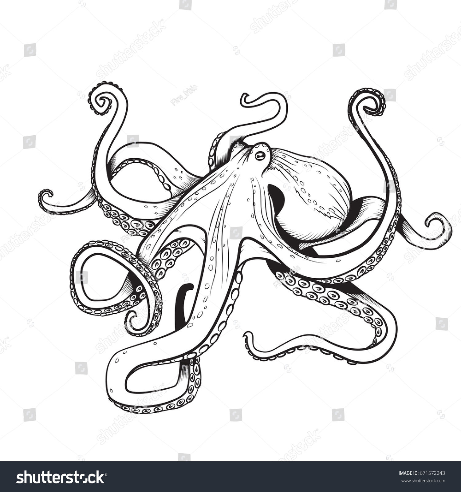 Squid Coloring Pages Printable Squid Coloring Pages Room Design In Your ...