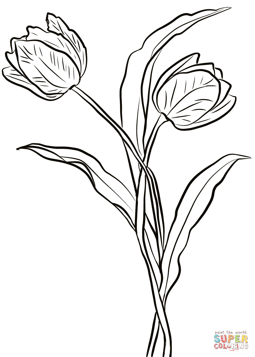 Tulip Coloring Pages Two Tulips Coloring Page Free Printable Coloring Pages