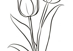 Tulip Coloring Pages Two Tulips Coloring Page Free Printable Coloring Pages